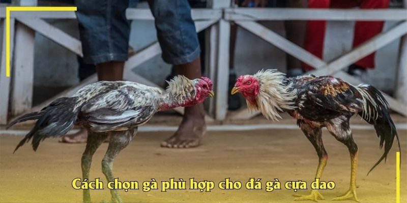 Cách chọn gà phù hợp cho đá gà cựa dao