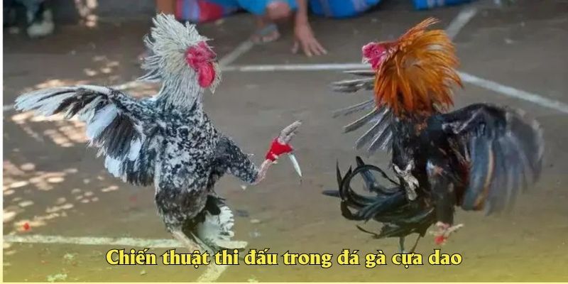 Chiến thuật thi đấu trong đá gà cựa dao