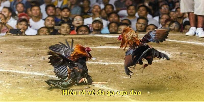 Hiểu rõ về đá gà cựa dao