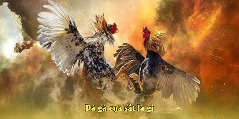 Đá gà cựa sắt là gì