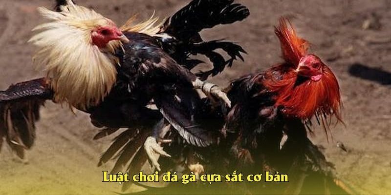 Luật chơi đá gà cựa sắt cơ bản