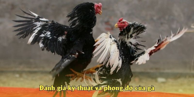 Đánh giá kỹ thuật và phong độ của gà