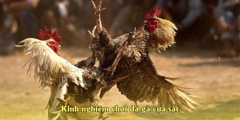 Kinh nghiệm chơi đá gà cựa sắt