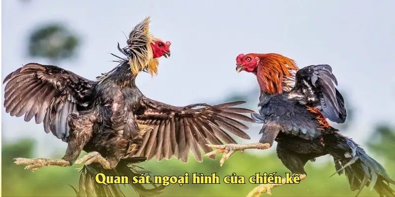 Quan sát ngoại hình của chiến kê