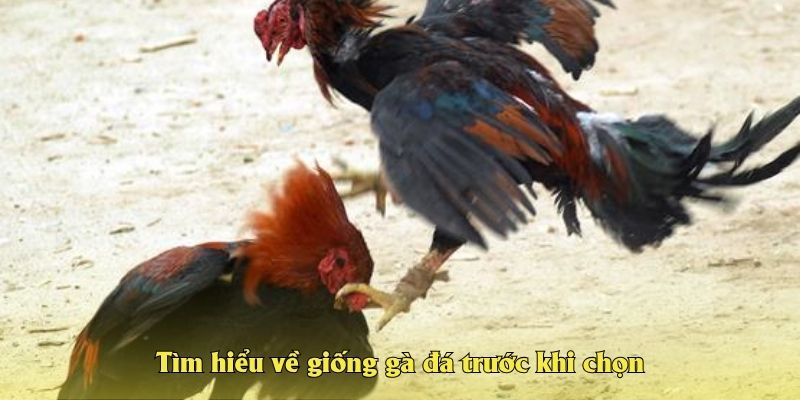 Tìm hiểu về giống gà đá trước khi chọn